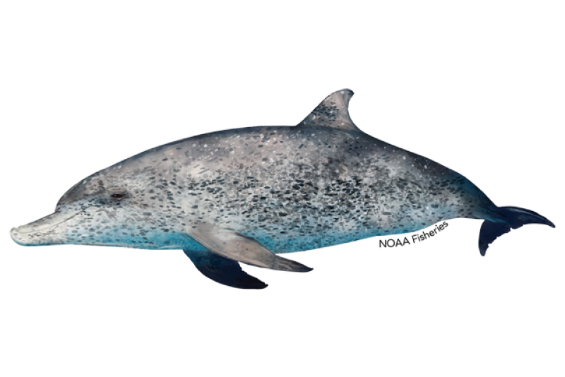 Atlantic Spotted Dolphin